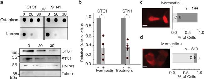 CTC1 Antibody in Western Blot (WB)