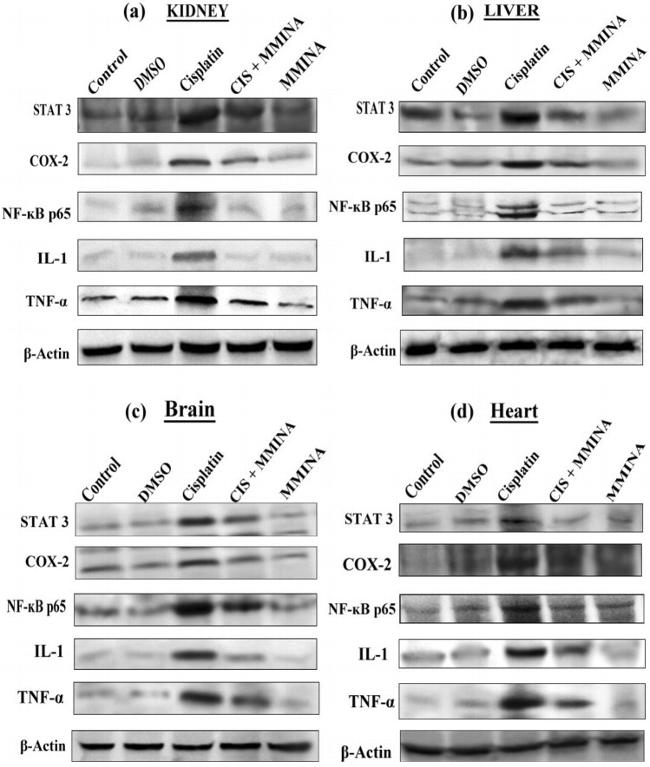 COX2 Antibody in Western Blot (WB)