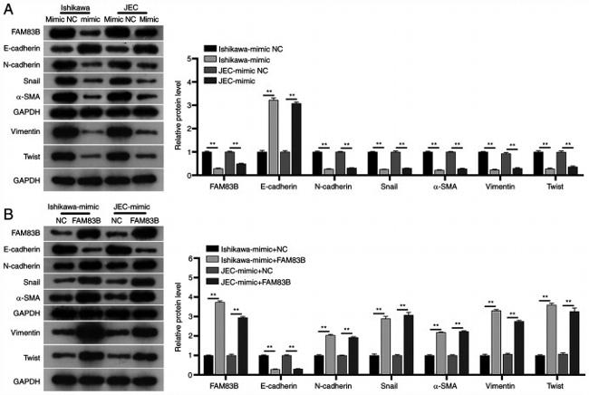 FAM83B Antibody in Western Blot (WB)