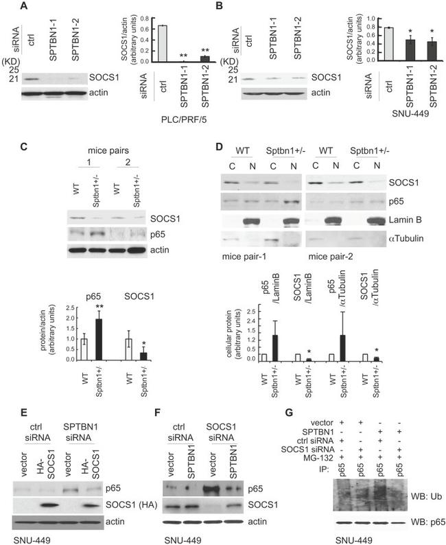 Ubiquitin Antibody in Western Blot (WB)