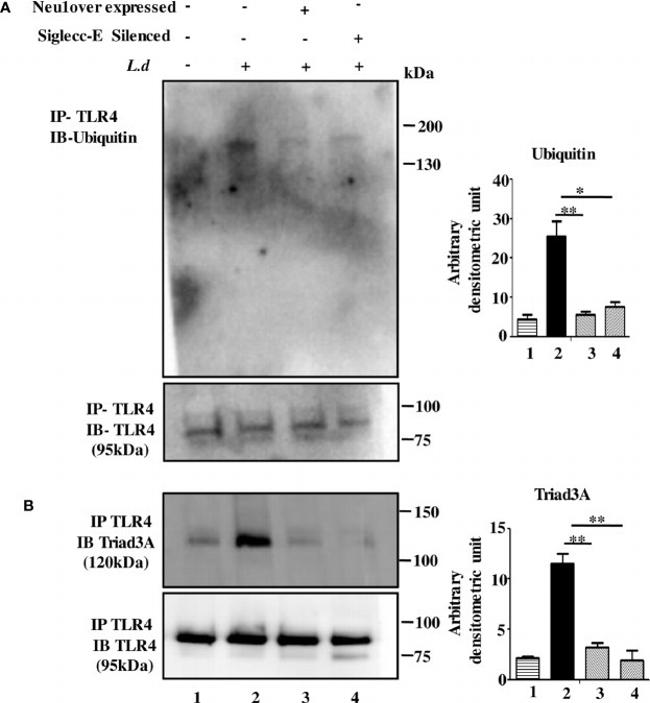 RNF216 Antibody in Western Blot (WB)