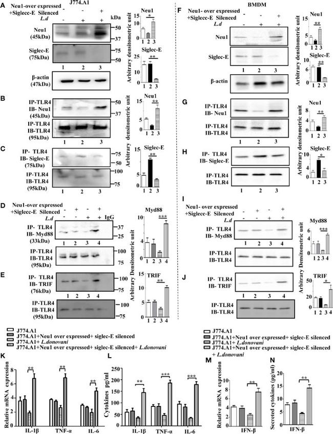 NEU1 Antibody in Western Blot (WB)