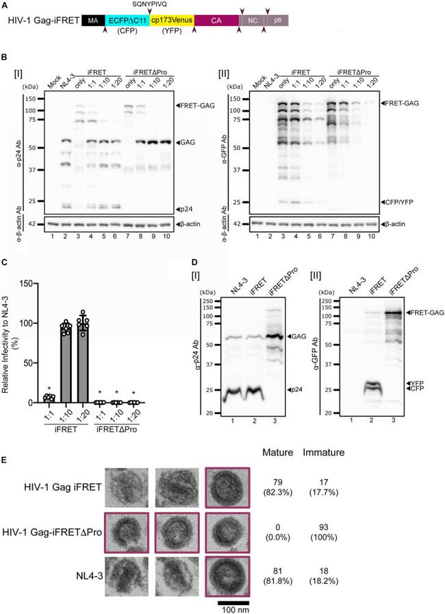 GFP Antibody in Western Blot (WB)