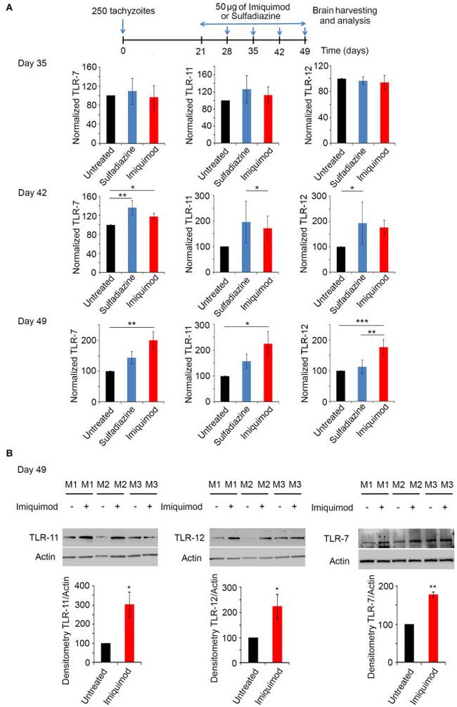 TLR11 Antibody in Western Blot (WB)