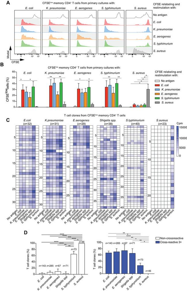 CD4 Antibody in Flow Cytometry (Flow)