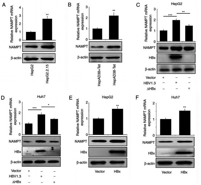 Hepatitis B Virus X Antibody in Western Blot (WB)