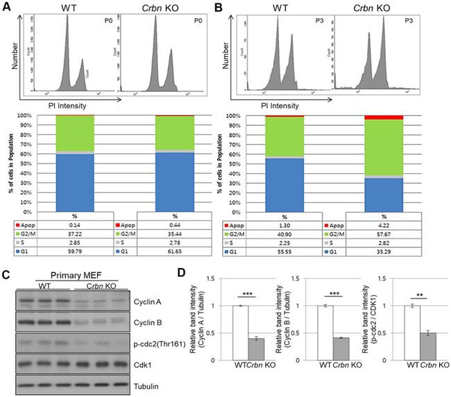 Cyclin A Antibody in Western Blot (WB)