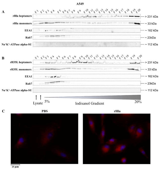 RAB7 Antibody in Western Blot (WB)