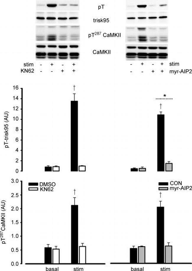 Triadin Antibody in Western Blot (WB)