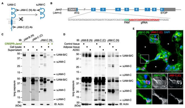 JAM3 Antibody in Western Blot, Immunohistochemistry (WB, IHC)