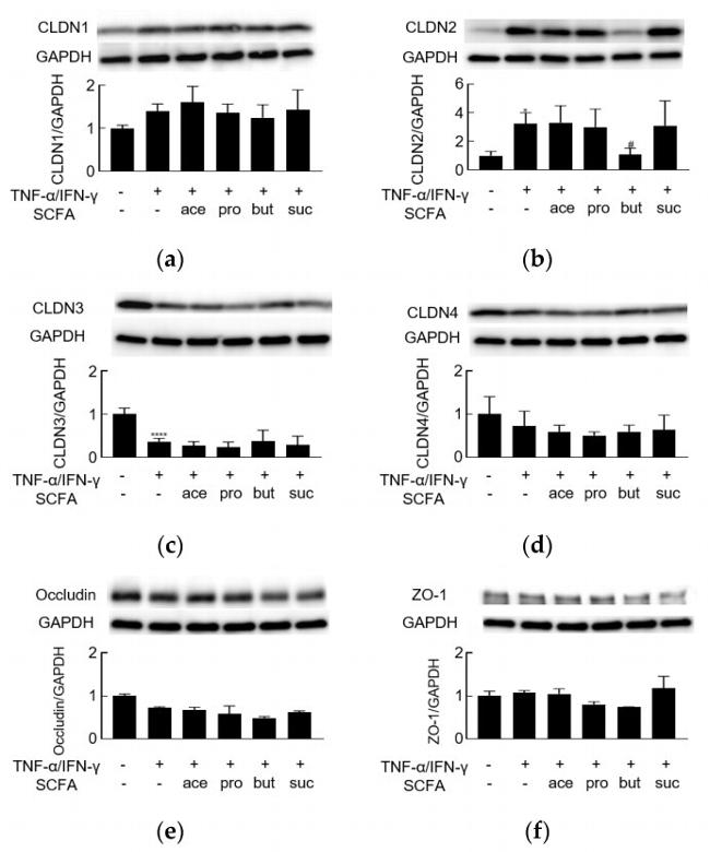 Claudin 3 Antibody in Western Blot (WB)