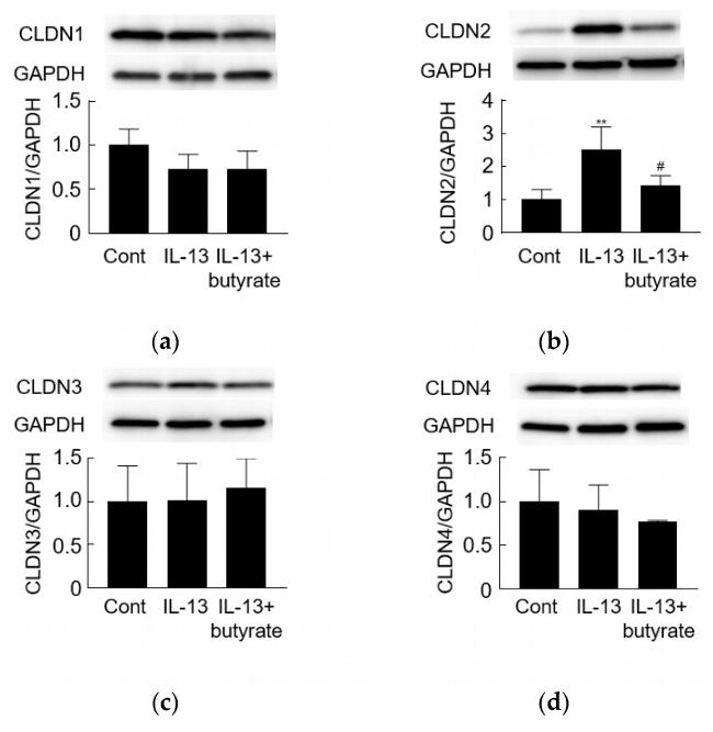 Claudin 3 Antibody in Western Blot (WB)