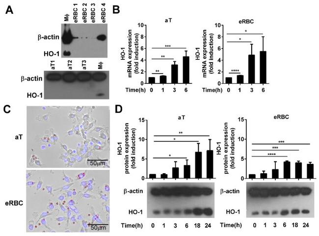 HMOX1 Antibody in Western Blot (WB)