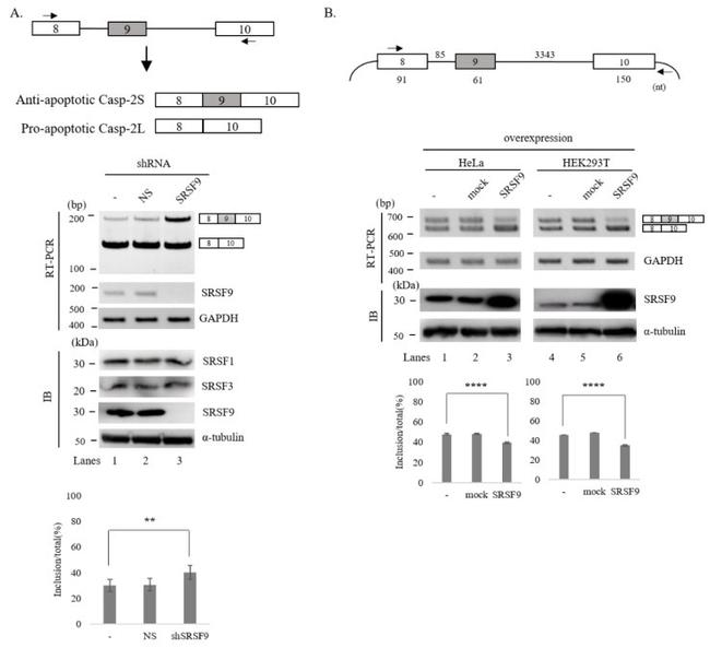 SRSF3 Antibody in Western Blot (WB)