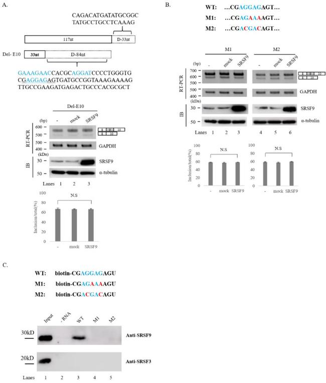 SRSF3 Antibody in Western Blot (WB)