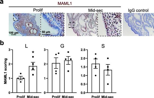 MAML1 Antibody in Immunohistochemistry (IHC)