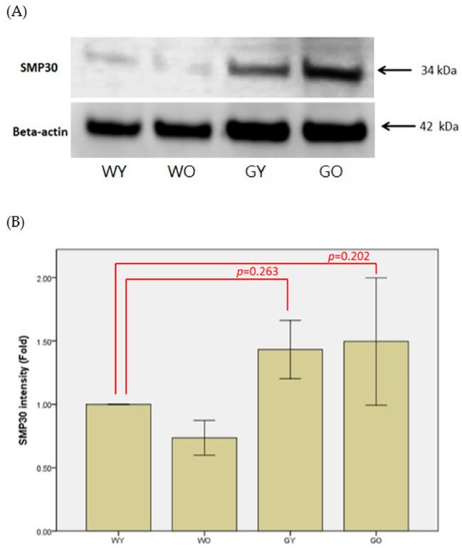 beta Actin Antibody in Western Blot (WB)