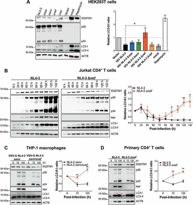 HIV1 nef Antibody in Western Blot (WB)