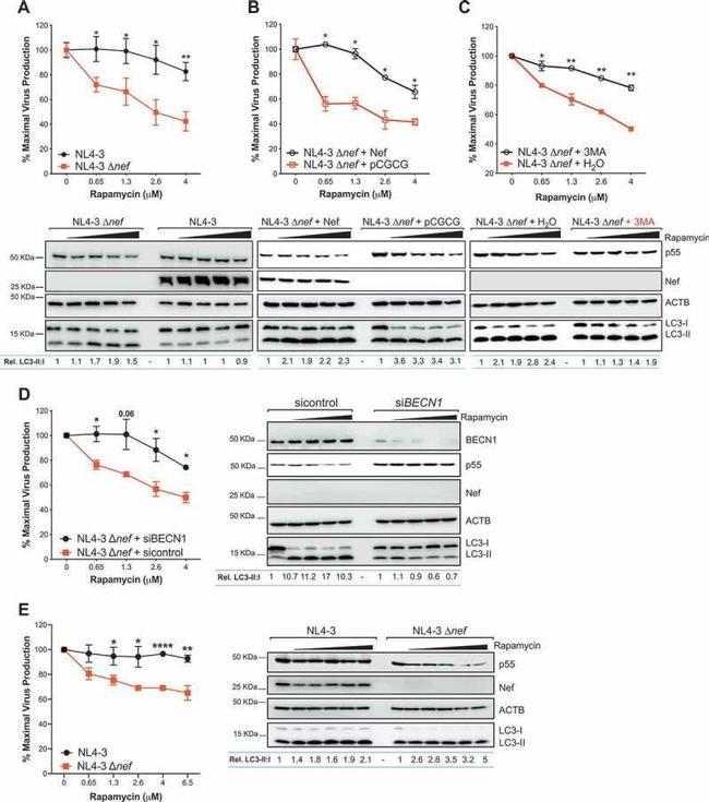 HIV1 nef Antibody in Western Blot (WB)