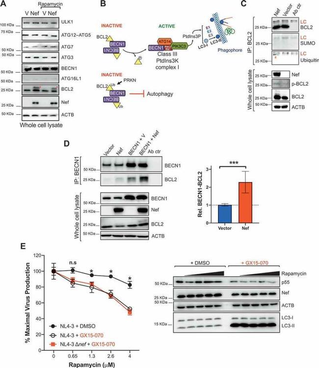 HIV1 nef Antibody in Western Blot (WB)