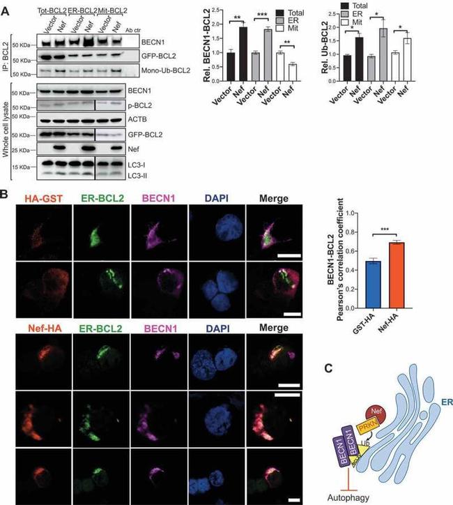 HIV1 nef Antibody in Western Blot (WB)