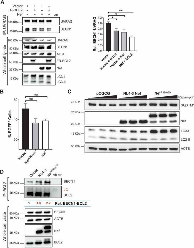 HIV1 nef Antibody in Western Blot (WB)