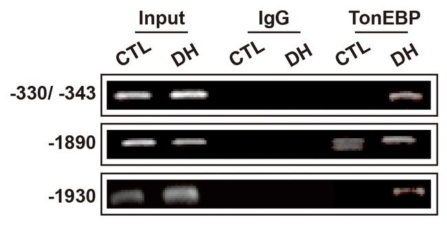 NFAT5 Antibody in ChIP Assay (ChIP)