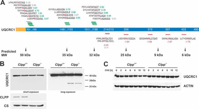 UQCRC1 Antibody in Western Blot (WB)