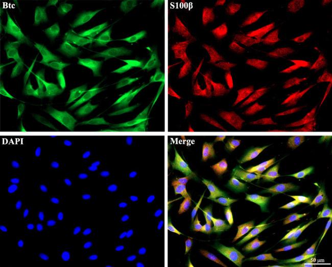 betacellulin Antibody in Immunocytochemistry (ICC/IF)