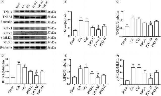 MLKL Antibody in Western Blot (WB)