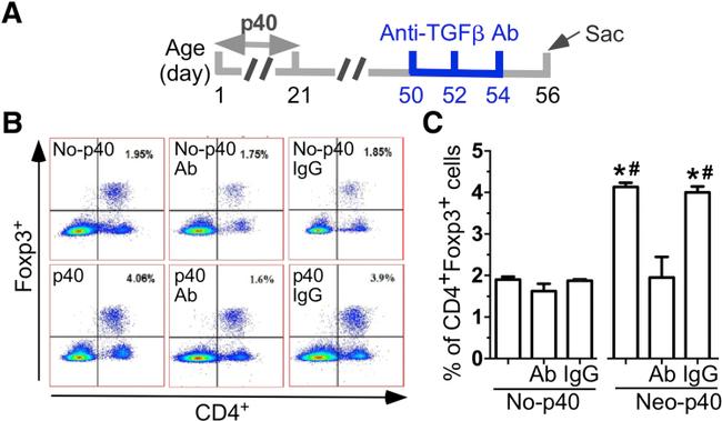 TGF beta-1,2,3 Antibody in Neutralization (Neu)