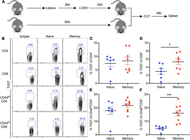 CD8 alpha Antibody in Flow Cytometry (Flow)