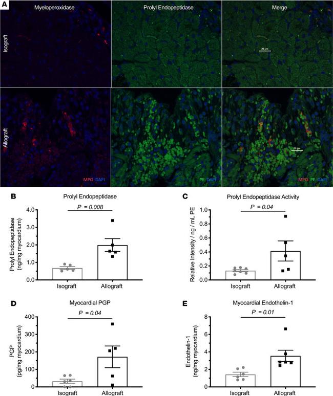 Myeloperoxidase Antibody in Immunohistochemistry (PFA fixed) (IHC (PFA))