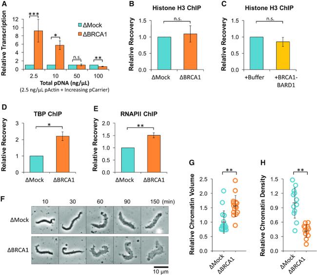 Histone H3 Antibody in ChIP Assay (ChIP)