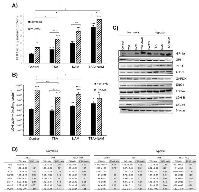 Aldolase C Antibody in Western Blot (WB)