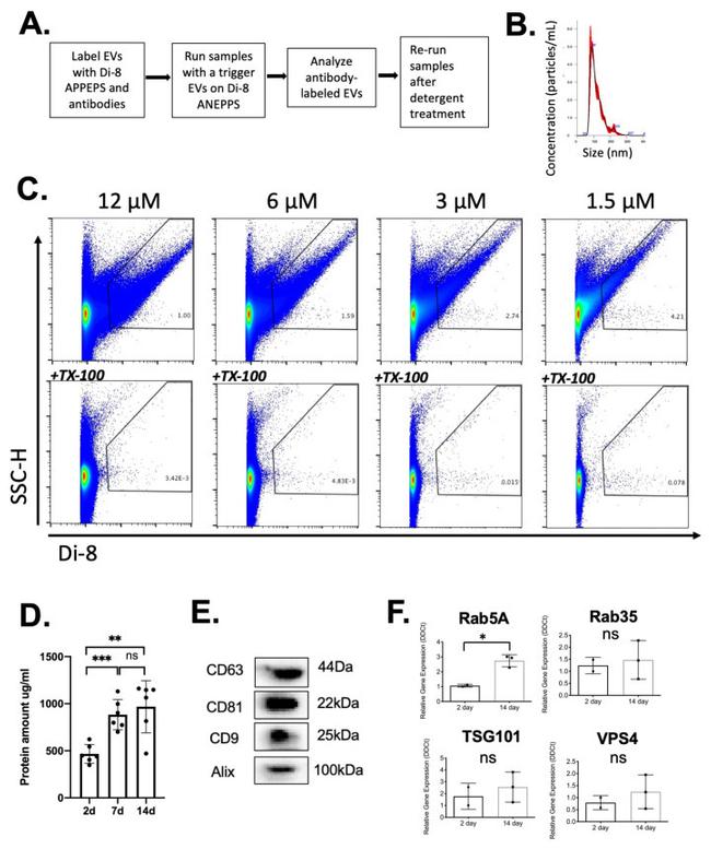 CD9 Antibody in Western Blot (WB)