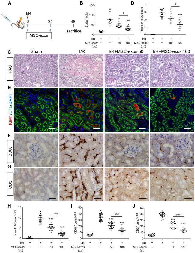 CD365 (TIM1) Antibody in Immunohistochemistry (IHC)