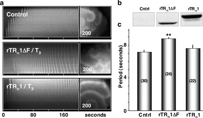 THRA/THRB Antibody in Western Blot (WB)