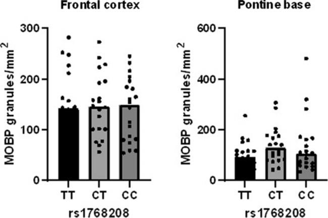 MOBP Antibody in Immunohistochemistry (IHC)