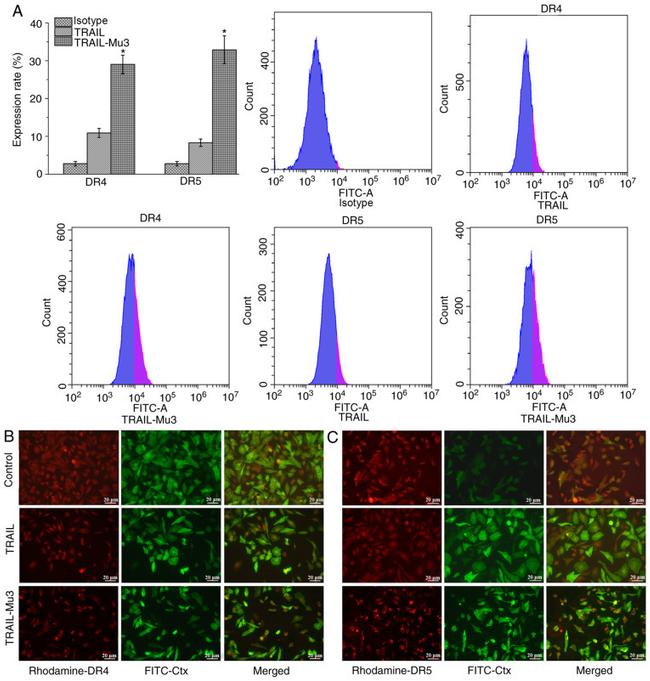 TRAIL-R2 (DR5) Antibody in Flow Cytometry (Flow)