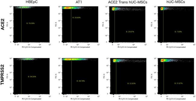 ACE2 Antibody in Flow Cytometry (Flow)