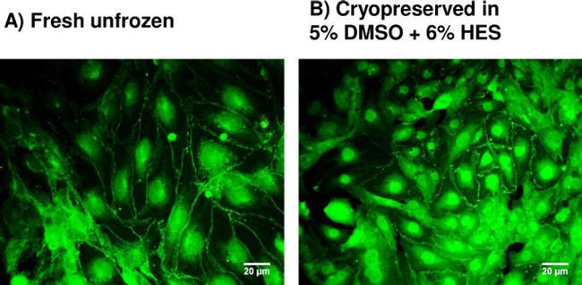 ZO-1 Antibody in Immunocytochemistry (ICC/IF)