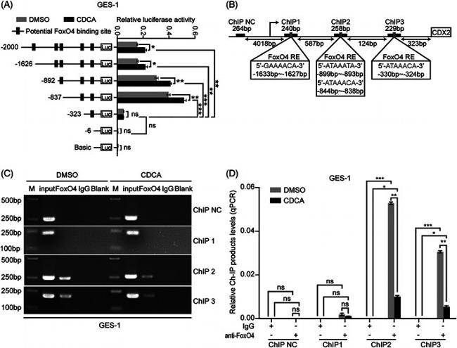 FOXO4 Antibody in ChIP Assay (ChIP)