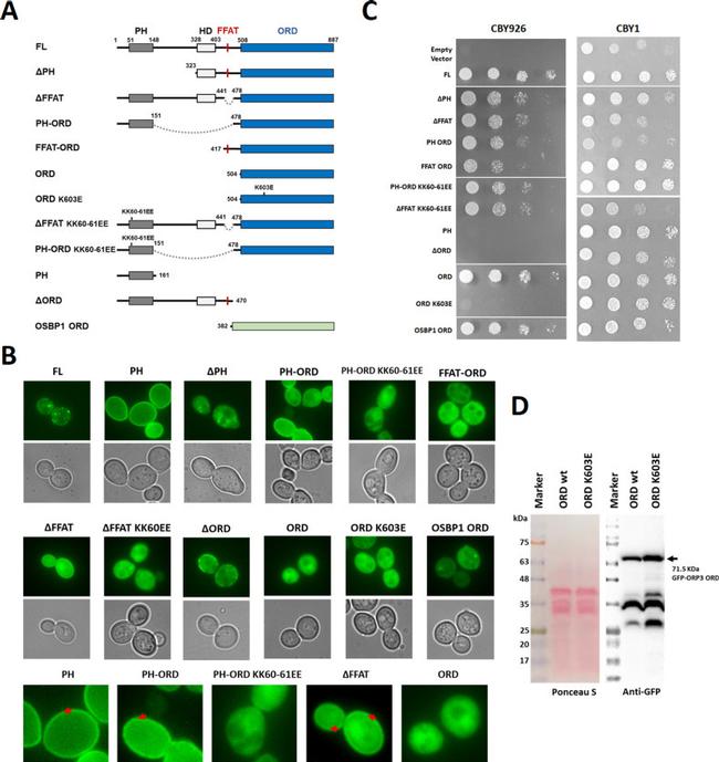 GFP Antibody in Western Blot (WB)