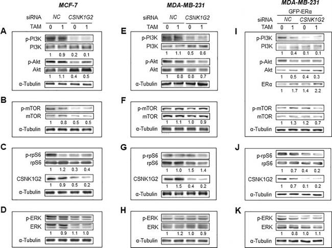 Estrogen Receptor alpha Antibody in Western Blot (WB)