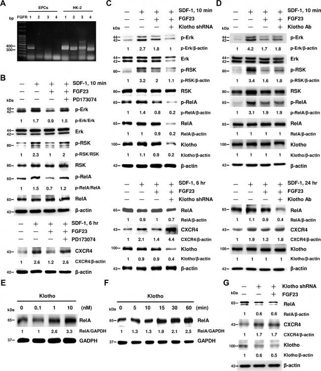 Klotho Antibody in Western Blot, Neutralization (WB, Neu)