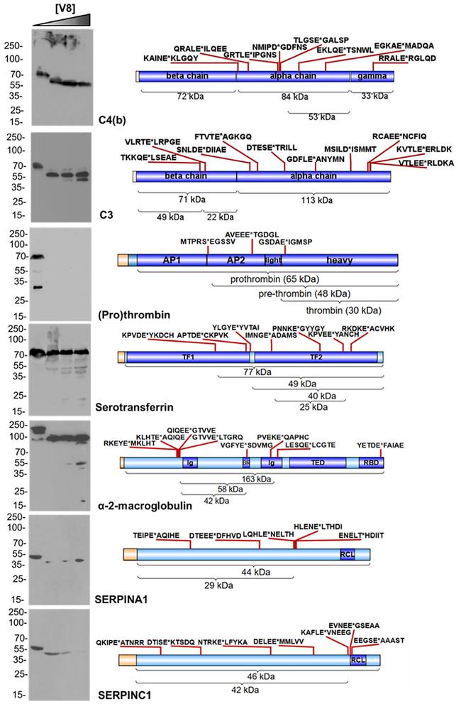 SERPINC1 Antibody in Western Blot (WB)