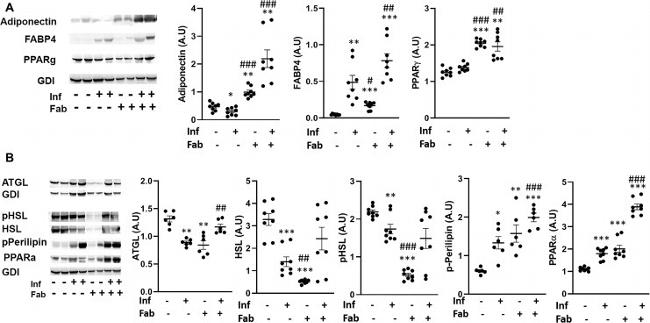 PPAR alpha Antibody in Western Blot (WB)