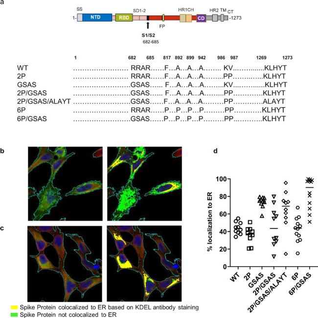 SARS/SARS-CoV-2 Spike Protein S2 Antibody in Immunocytochemistry (ICC/IF)