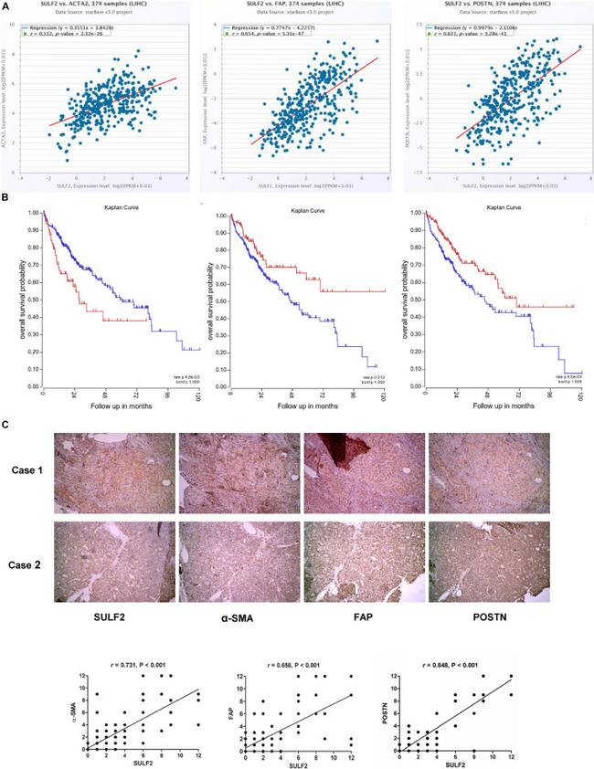 SULF2 Antibody in Immunohistochemistry (PFA fixed) (IHC (PFA))